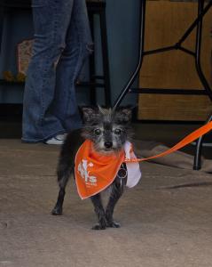 Feeding Pets of the Homeless clinic treats 105 pets in Carson City