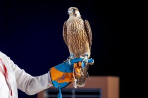 Saudi peregrine falcon nets record $100,000 at National Center auction